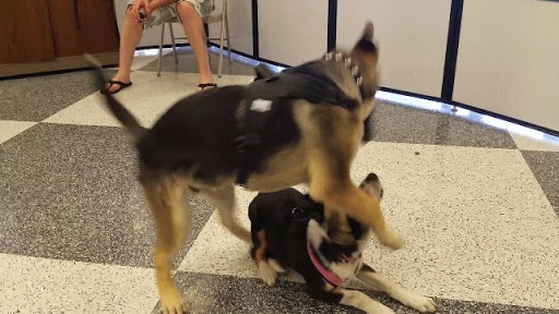 Pet Supply Store «Petco Animal Supplies», reviews and photos, 1835 E Guadalupe Rd #112, Tempe, AZ 85283, USA