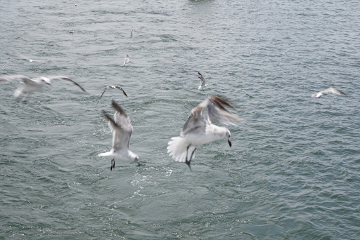 Sightseeing Tour Agency «Southern Star Dolphin Cruises», reviews and photos, 100 Harbor Blvd, Destin, FL 32541, USA