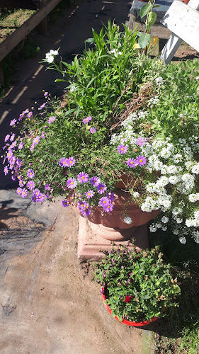 Vivero Y Arboles Frutales La Serena Limitada