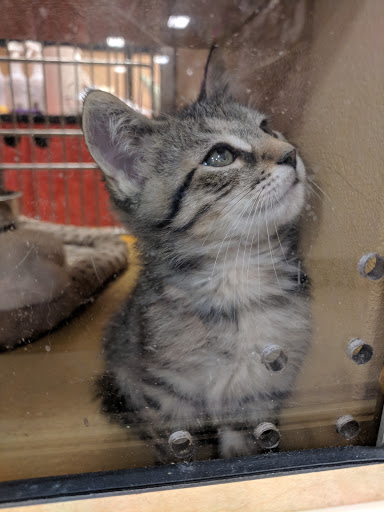 Pet Supply Store «PetSmart», reviews and photos, 1836 Joe Battle Blvd, El Paso, TX 79936, USA