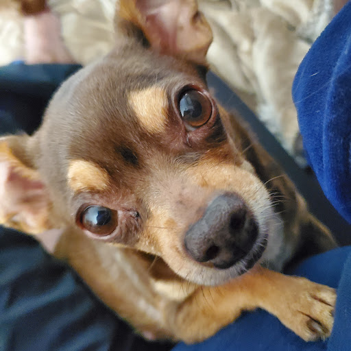 Pet Supply Store «Bark Avenue», reviews and photos, 4781 Granite Dr, Rocklin, CA 95677, USA