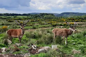 Bainloch Deer Park image