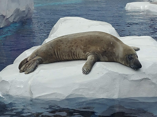 Zoo «Arctic Ring of Life», reviews and photos, 8450 W 10 Mile Rd, Royal Oak, MI 48067, USA