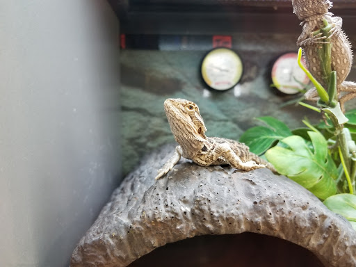 Pet Supply Store «Petco Animal Supplies», reviews and photos, 1412 S Main Chapel Way, Gambrills, MD 21054, USA