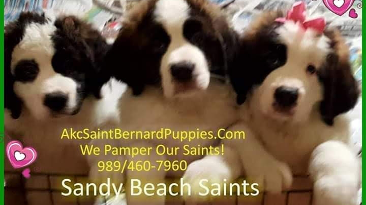 Akc Saint Bernard Puppies