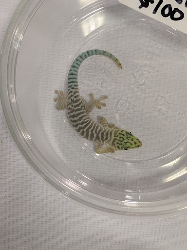 Pet Store «Kalamazoo Reptile Show», reviews and photos, 2900 Lake St, Kalamazoo, MI 49048, USA