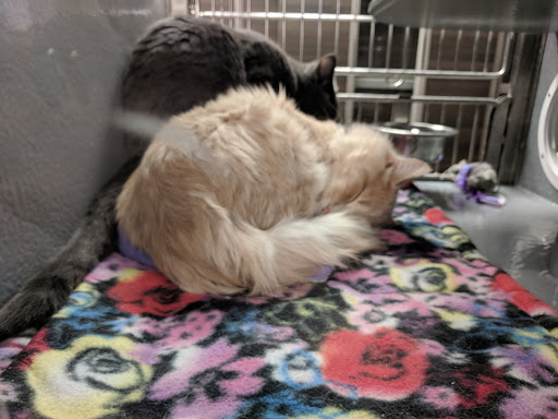 Pet Store «PetSmart», reviews and photos, 10451 Baltimore St NE, Blaine, MN 55449, USA