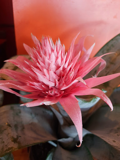 Florist «Crestwood Flowers», reviews and photos, 331 E 55th St, Kansas City, MO 64113, USA