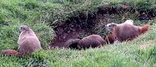 Golf Course «Washoe County Golf Course», reviews and photos, 2601 Foley Way, Reno, NV 89505, USA