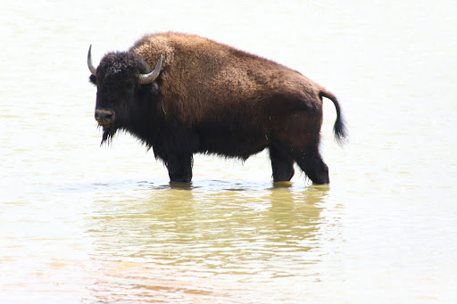 Zoo «The Exotic Resort Zoo», reviews and photos, 235 Zoo Trail, Johnson City, TX 78636, USA