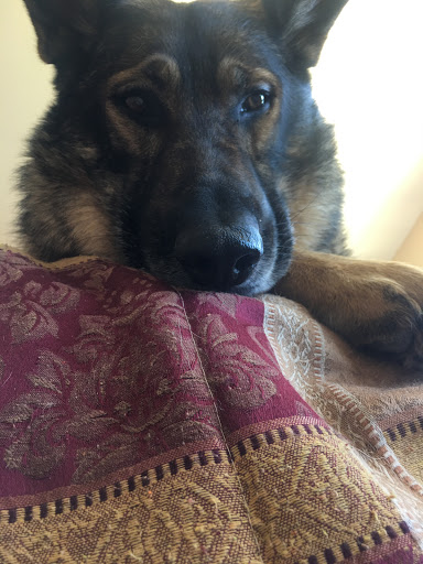 Pet Supply Store «Petco Animal Supplies», reviews and photos, 11976 Dublin Blvd, Dublin, CA 94568, USA