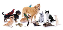Busy Paws Pet Sitting - Photo 1 - Car repair in , Elgin