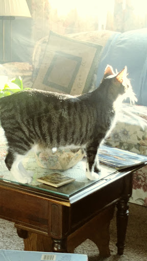 Home Improvement Store «Tractor Supply Co.», reviews and photos, 5431 Southern Maryland Blvd, Lothian, MD 20711, USA