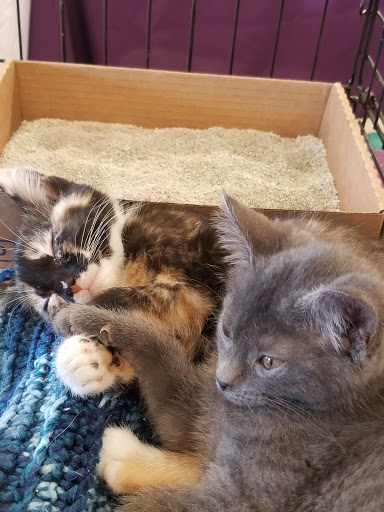 Pet Supply Store «PetSmart», reviews and photos, 9122 Mentor Ave, Mentor, OH 44060, USA