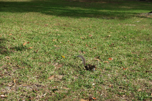 Memorial Park «Memorial Park», reviews and photos, 1620 Riverside Ave, Jacksonville, FL 32204, USA