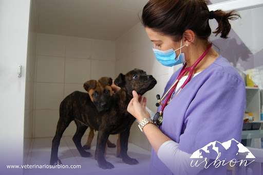 Hospitales y veterinarios de urgencia en Soria de 2024