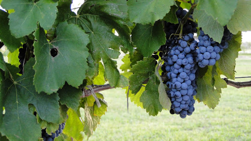 Winery «Texas SouthWind Vineyard & Winery, LLC», reviews and photos, 16375 US-183, Refugio, TX 78377, USA