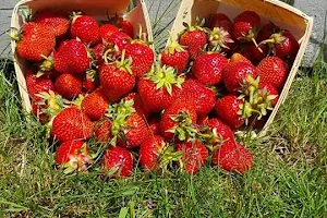 Basket Flats Strawberry Farm image