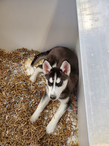 Puppies On The Run Inc in Hudson, Hudson, New Hampshire - Zaubee