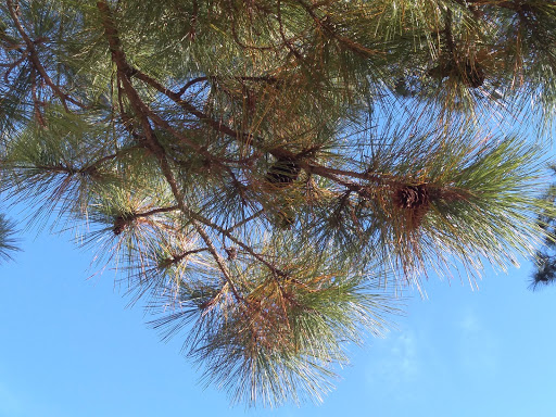 Park «Medal of Honor Park», reviews and photos, 1711 Hillcrest Rd, Mobile, AL 36609, USA