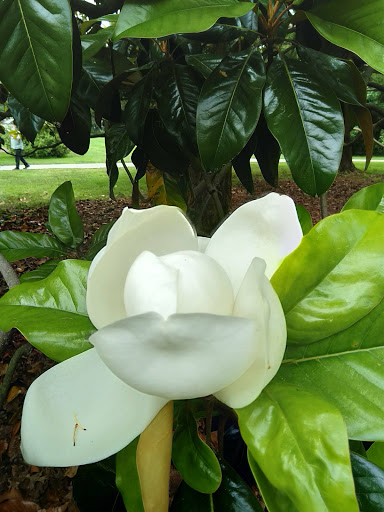 Museum «Nemours Estate», reviews and photos, 850 Alapocas Dr, Wilmington, DE 19803, USA