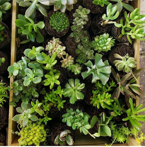 Event Planner «Coral Springs Flowers and Events», reviews and photos, 1440 Coral Ridge Dr Suite 463, Coral Springs, FL 33071, USA