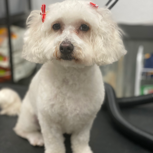 Pet Supply Store «Big Tex Feed & Pet Supply», reviews and photos, 7102 Cullen Blvd, Houston, TX 77021, USA