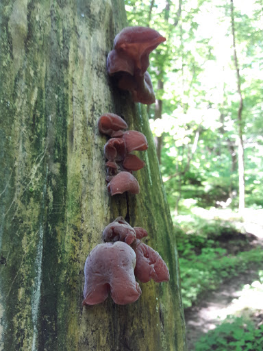 Nature Preserve «Engelmann Woods Natural Area», reviews and photos, 2360 Hwy D, Boles Township, MO 63304, USA