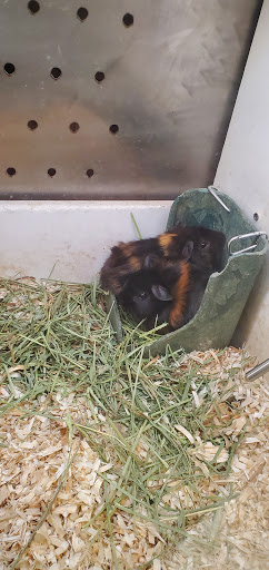 Pet Supply Store «Buckles Feed Depot & Pet Supply», reviews and photos, 220 S 4th St, Lafayette, IN 47901, USA