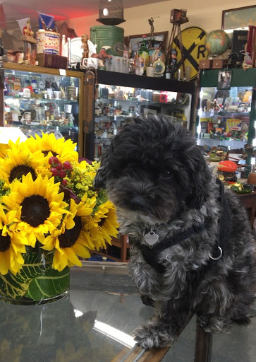 Florist «My Flower Shop», reviews and photos, 4015 W Point Loma Blvd, San Diego, CA 92110, USA