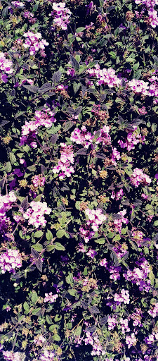 Grocery Store «Grocery Outlet Bargain Market», reviews and photos, 401 Marin St, Vallejo, CA 94590, USA