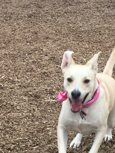 Pet Supply Store «Pet Food Express», reviews and photos, 383 S McDowell Blvd, Petaluma, CA 94954, USA