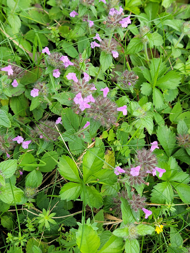 Golf Club «Tennanah Lake Golf & Tennis Club», reviews and photos, 100 Fairway View Dr, Roscoe, NY 12776, USA