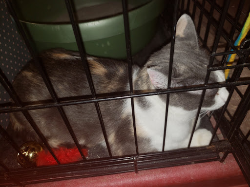 Pet Supply Store «Petco Animal Supplies», reviews and photos, 3800 S Tamiami Trail #20, Sarasota, FL 34239, USA