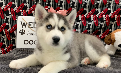 Pet Store «Happiness Is Pets», reviews and photos, 15 W Golf Rd, Arlington Heights, IL 60005, USA