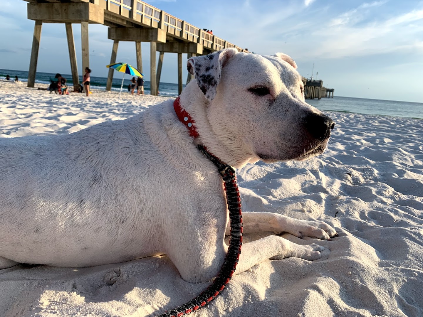 Dog Beach at Pier Park Panama City Beach