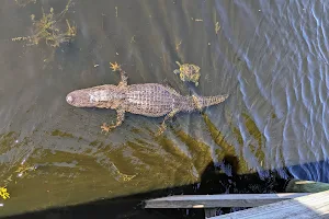 Alligator Kapok Park image