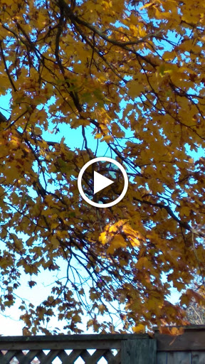 Golf Course «Saxon Woods Golf Course», reviews and photos, 315 Mamaroneck Rd, Scarsdale, NY 10583, USA