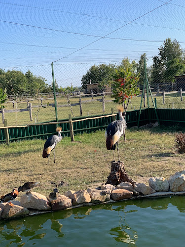 Értékelések erről a helyről: Bella Állatpark Zoo, Siófok, Siófok - Hamburger