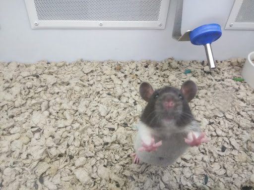 Pet Supply Store «Petco Animal Supplies», reviews and photos, 1500 N Town E Blvd, Mesquite, TX 75150, USA