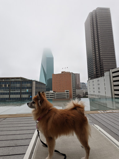Pet Store «Downtown Pawz», reviews and photos, 1623 Main St #106, Dallas, TX 75201, USA