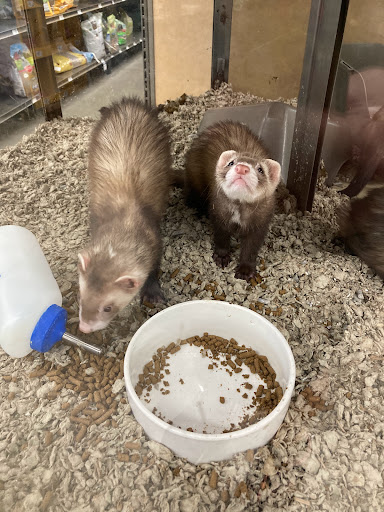 Pet Supply Store «Petco Animal Supplies», reviews and photos, 2005 W 8 Mile Rd, Detroit, MI 48203, USA