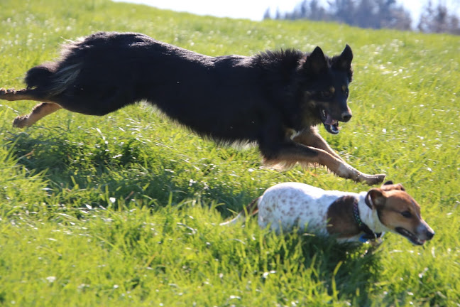 Rezensionen über Hundetraining-Nirabella in Glarus Nord - Hundeschule