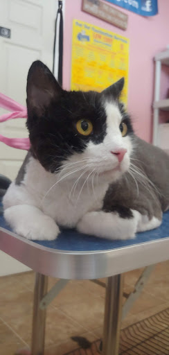 Pet Groomer «Furry Tails Pet Grooming», reviews and photos, 865 Cypress Pkwy, Poinciana, FL 34759, USA