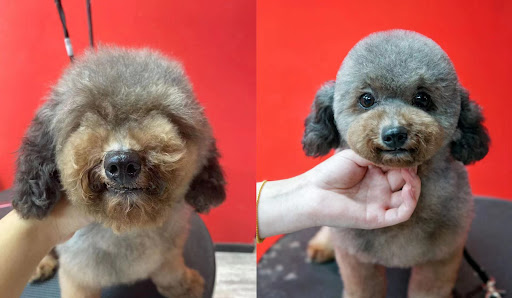 Paw Paw Pet Grooming image