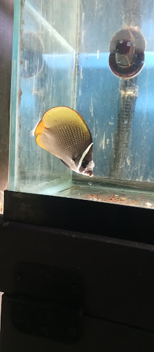 Pet Store «Leesburg Pet Center», reviews and photos, 959 N 14th St, Leesburg, FL 34748, USA