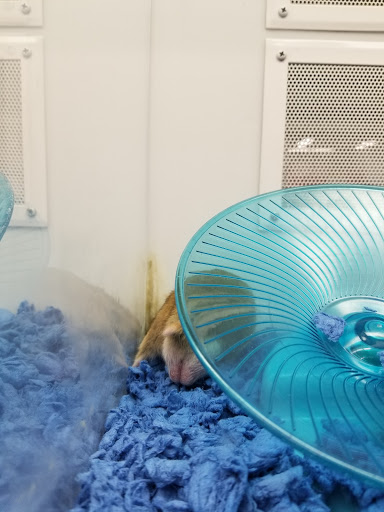 Pet Supply Store «Petco Animal Supplies», reviews and photos, 6425 Keizer Station Blvd, Keizer, OR 97303, USA