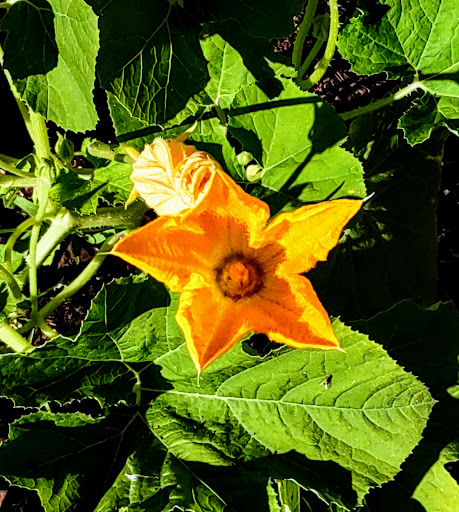 Park «Cyntheanne Park», reviews and photos, 12383 Cyntheanne Rd, Fishers, IN 46037, USA