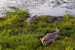 Crocodile mooring image