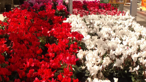 Home Improvement Store «The Home Depot», reviews and photos, 225 Soscol Ave, Napa, CA 94559, USA